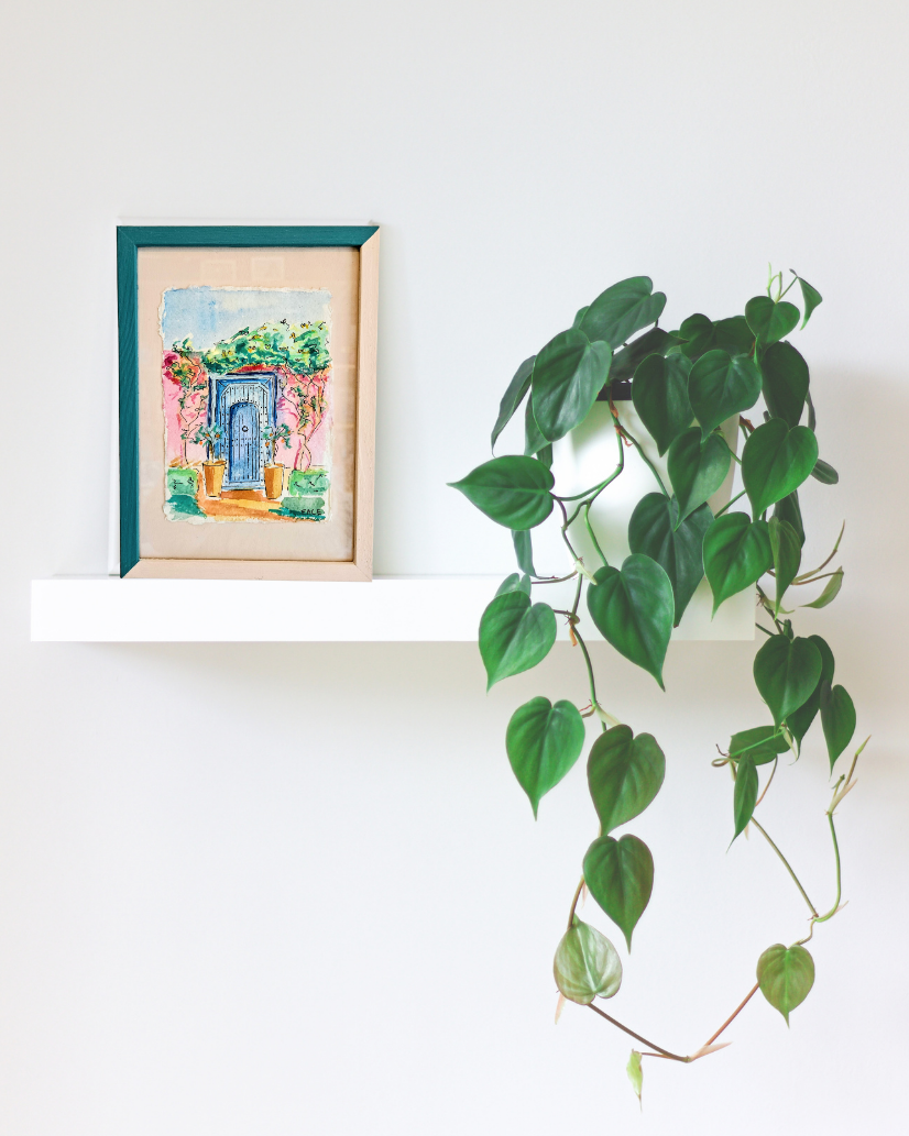 Framed artwork on a white wall with a hanging green plant.