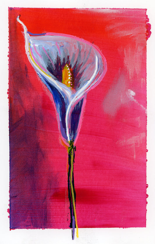 Print of a painting of a Calla Lily on a bright pink background
