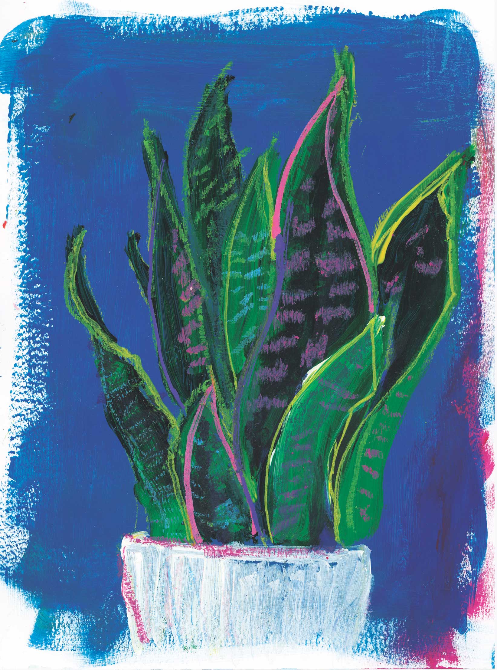 snake plant art Snake plant